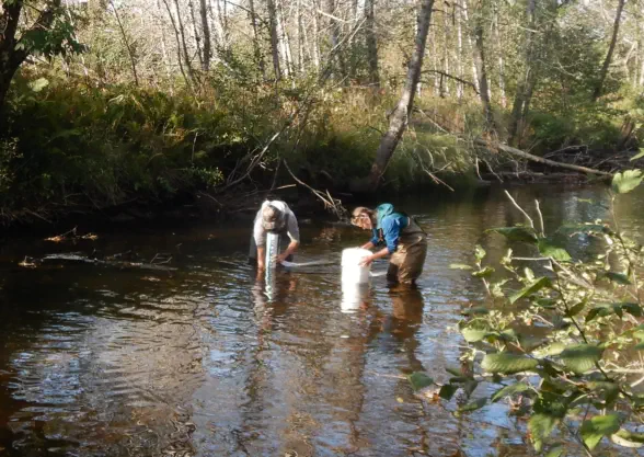 ecological surveys