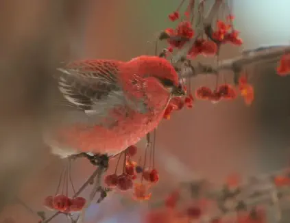 bird in tree