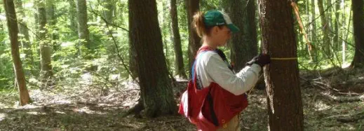 forest surveys