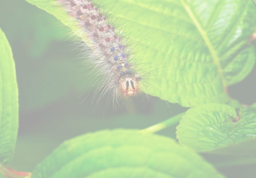 invasive gypsy moths