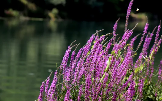 invasive plant
