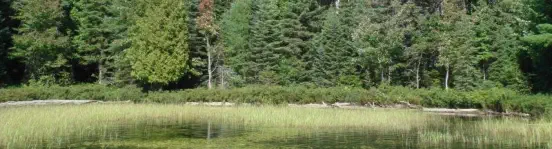 northwoods wetlands