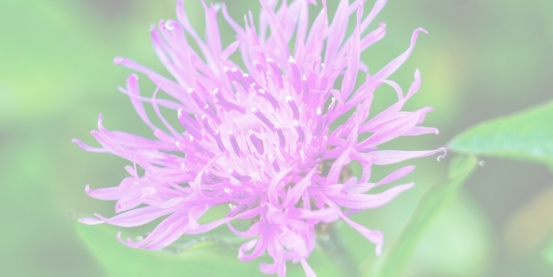 purple loosestrife
