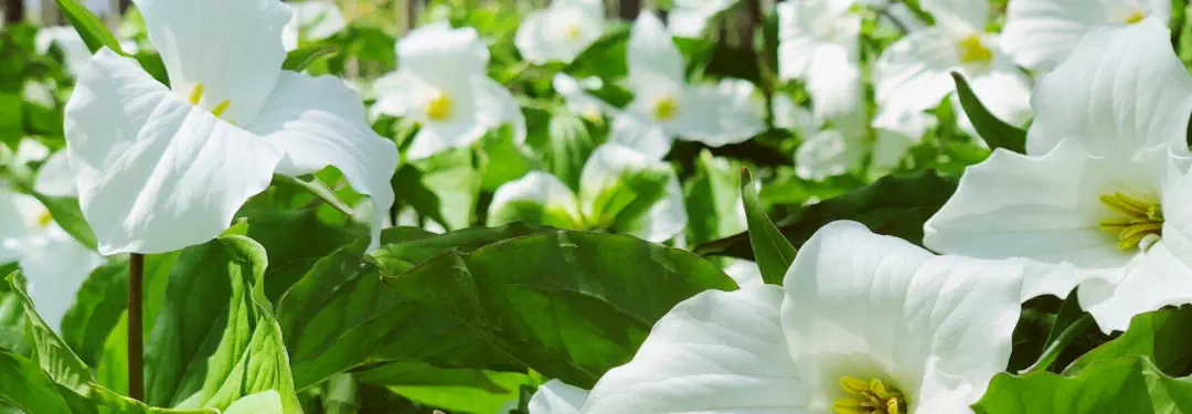 endangered trillium plants