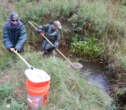 wetland services