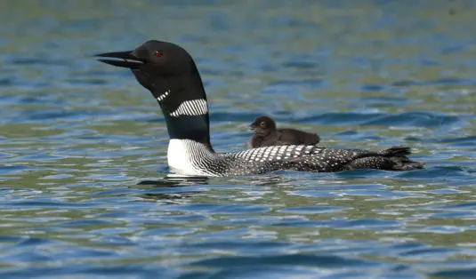 loon and baby on lake