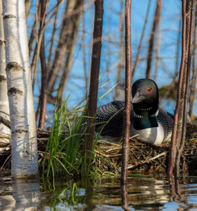loon in nest on lake