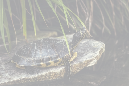 pond safety